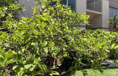 Kihei Condo | Newly updated, fully equipped unit. King size bed, new kitchen, steps to beach.