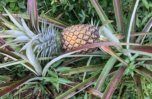 Keaau Apartment | 1st floor 2 bedroom/1 full bath unit on one acre family farm close to Hilo, HI.