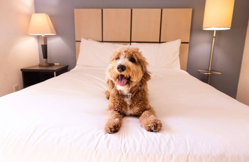 Morris Plains Hotel | Spacious Pet-Friendly Suites Near Morristown and NYC Commute | 4 Units