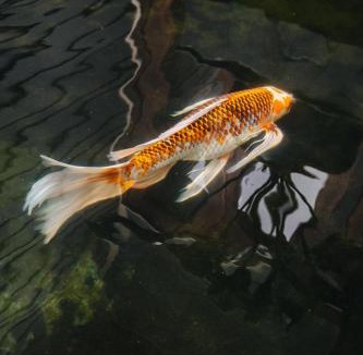 Kailua-Kona House | The Koi House with Pool