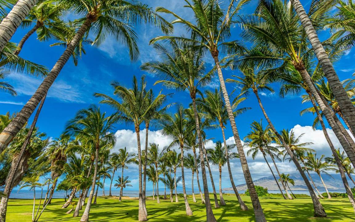 Photo of Others in Kihei