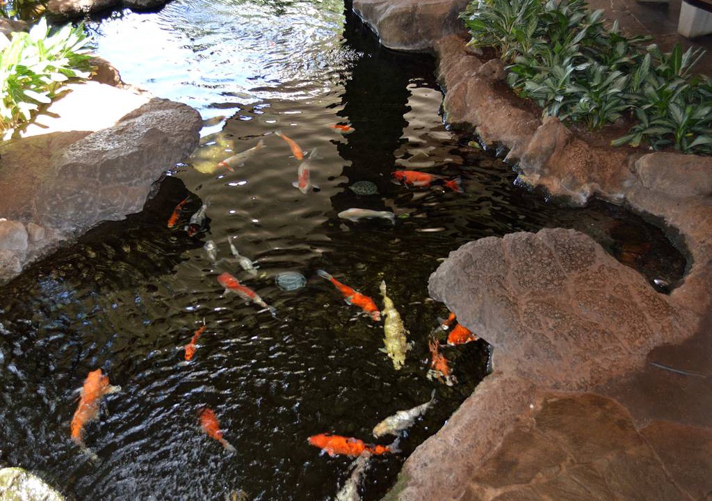 Photo of Others in Waikiki