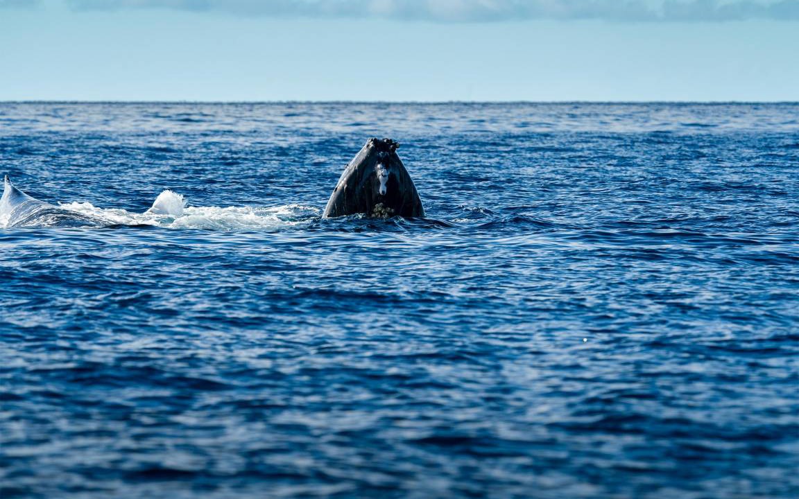 Photo of Others in Maalaea