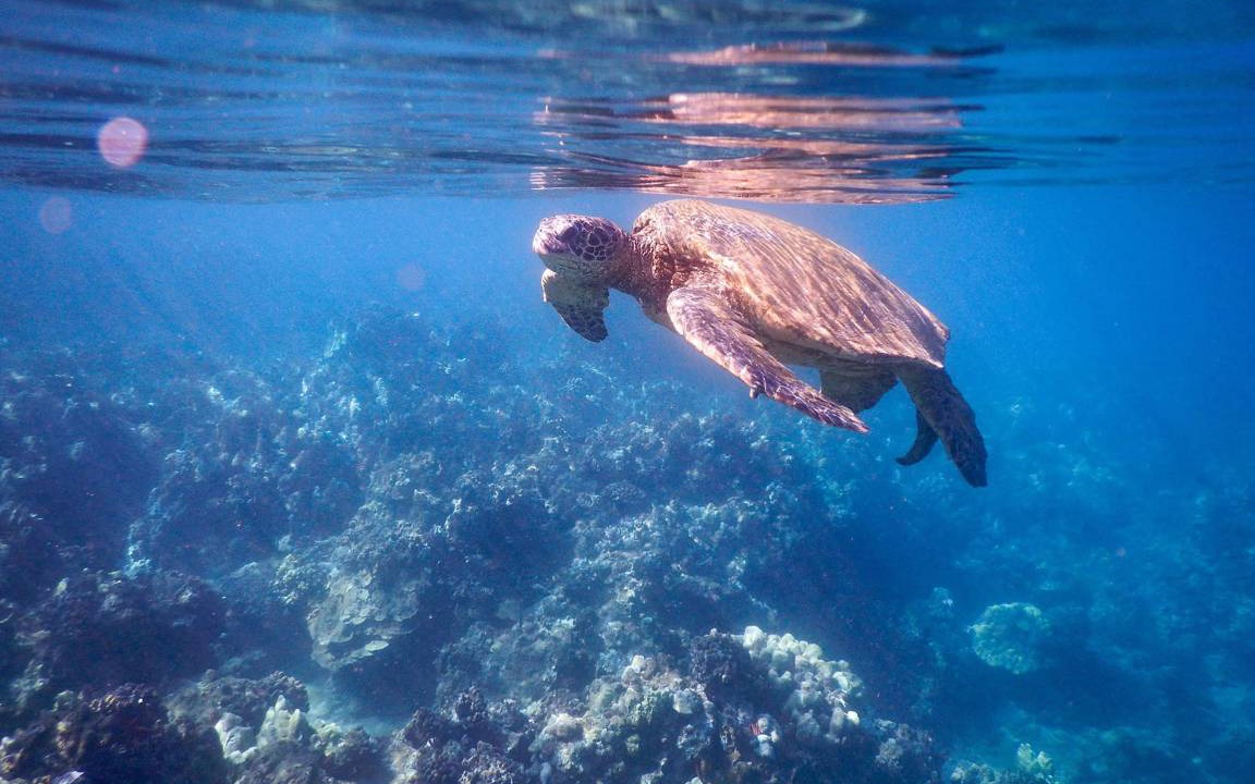 Photo of Human In Picture in Maalaea