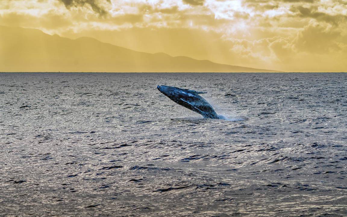 Photo of Human In Picture in Maalaea