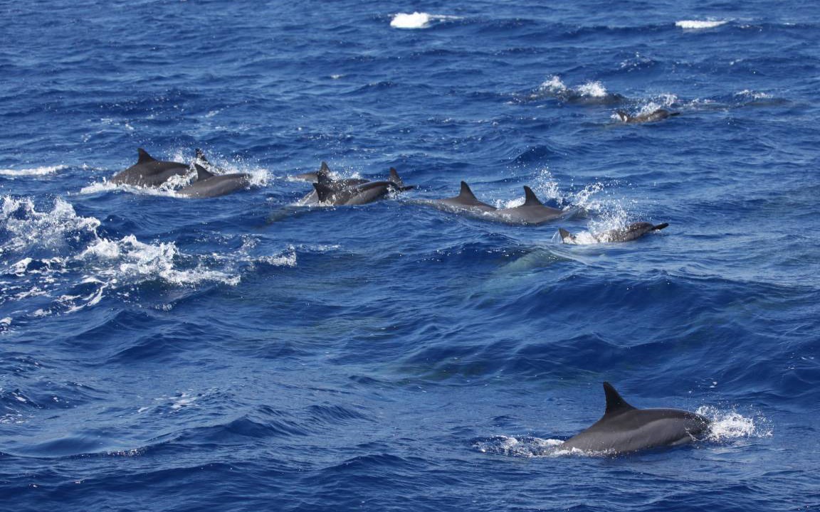 Photo of Others in Waikoloa