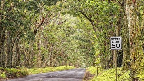 Photo of Others in Koloa