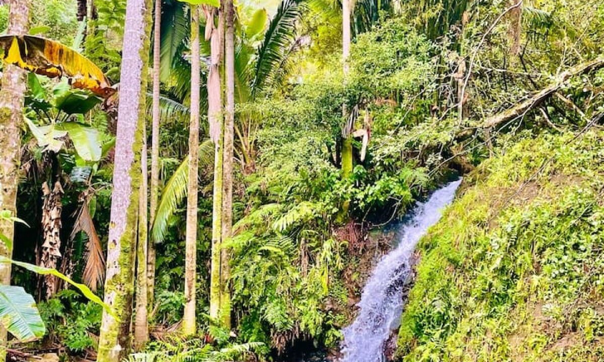Photo of Outdoor in Hakalau