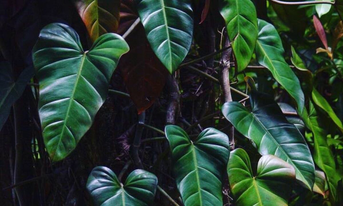 Photo of Outdoor in Hakalau