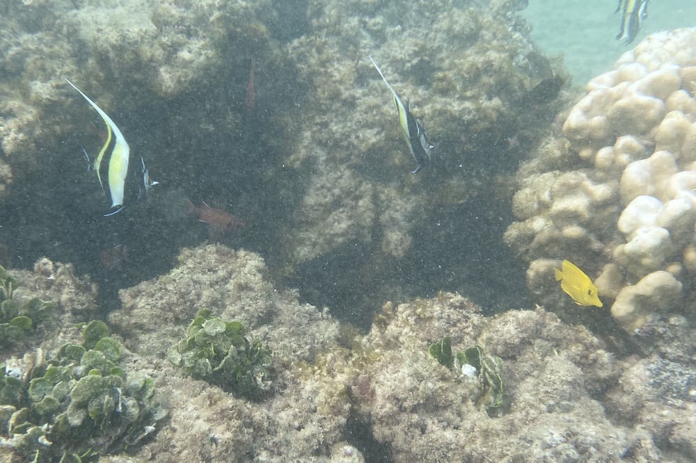 Photo of Others in Ka'a'awa