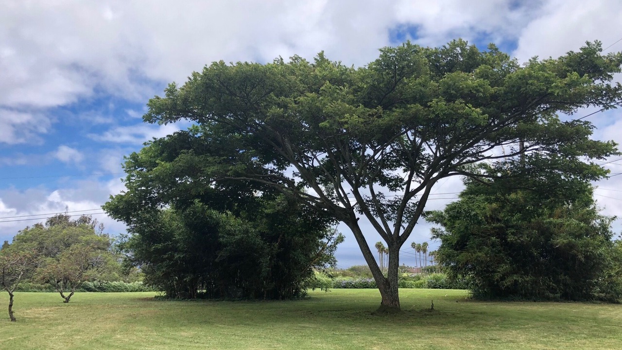 Photo of Outdoor in Hawi