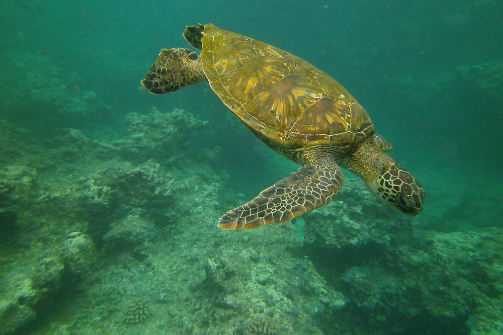 Photo of Others in Pupukea