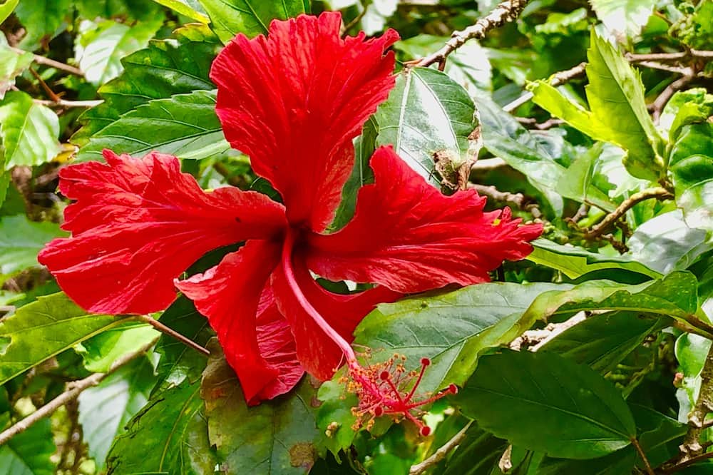 Photo of Outdoor in Hawi