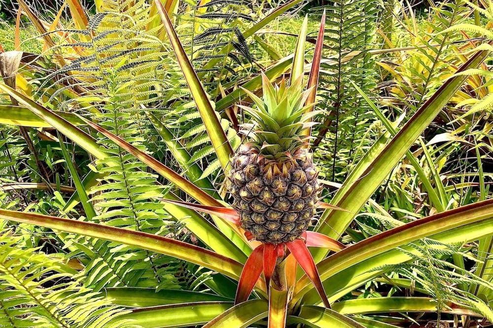 Photo of Outdoor in Hawi