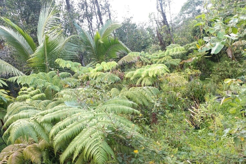 Photo of Outdoor in Hawaiian Acres