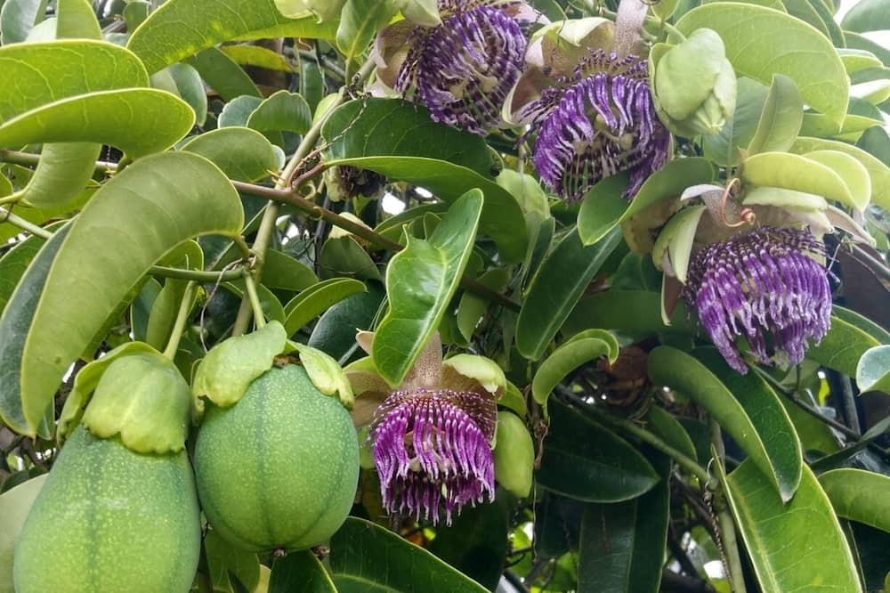 Photo of Outdoor in Hawaiian Acres