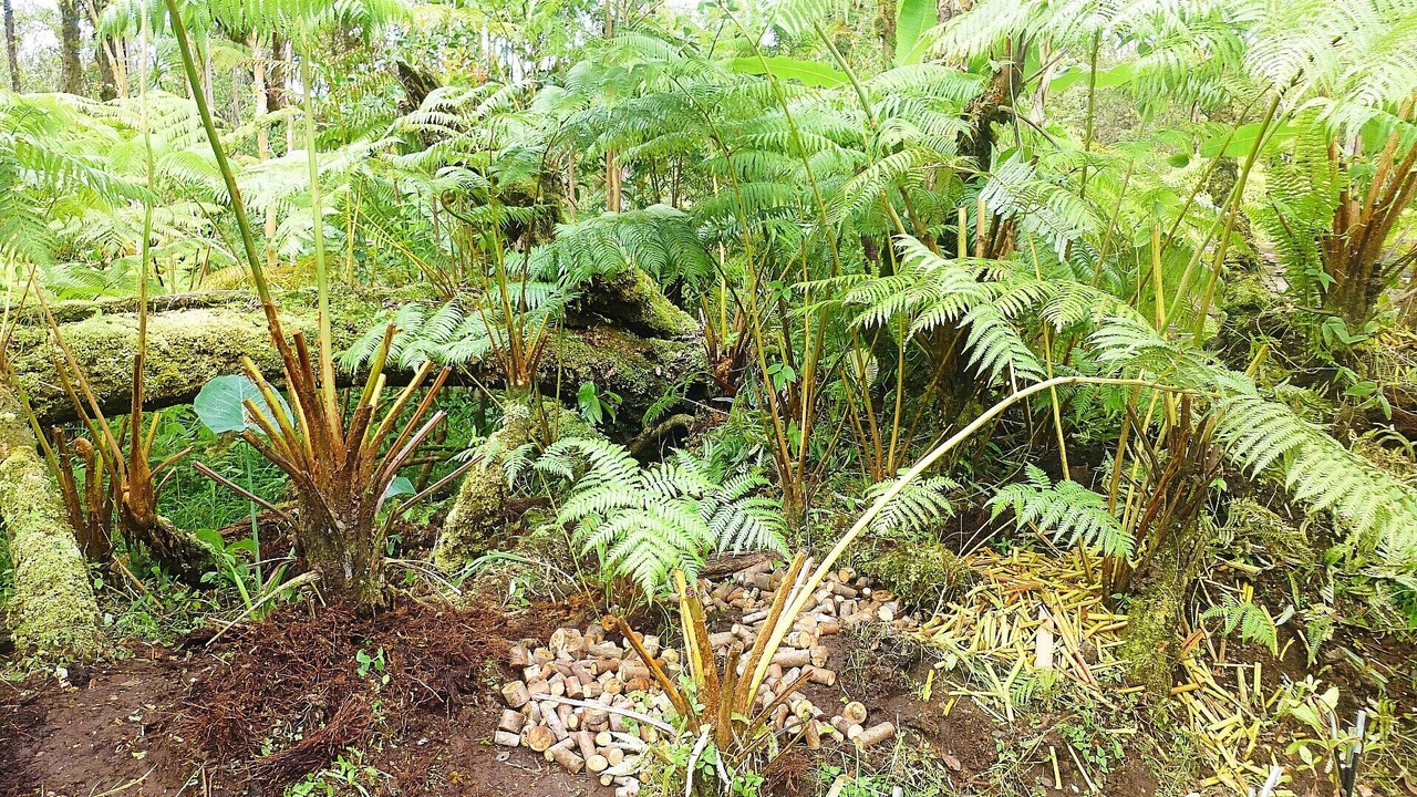 Photo of Outdoor in Fern Forest