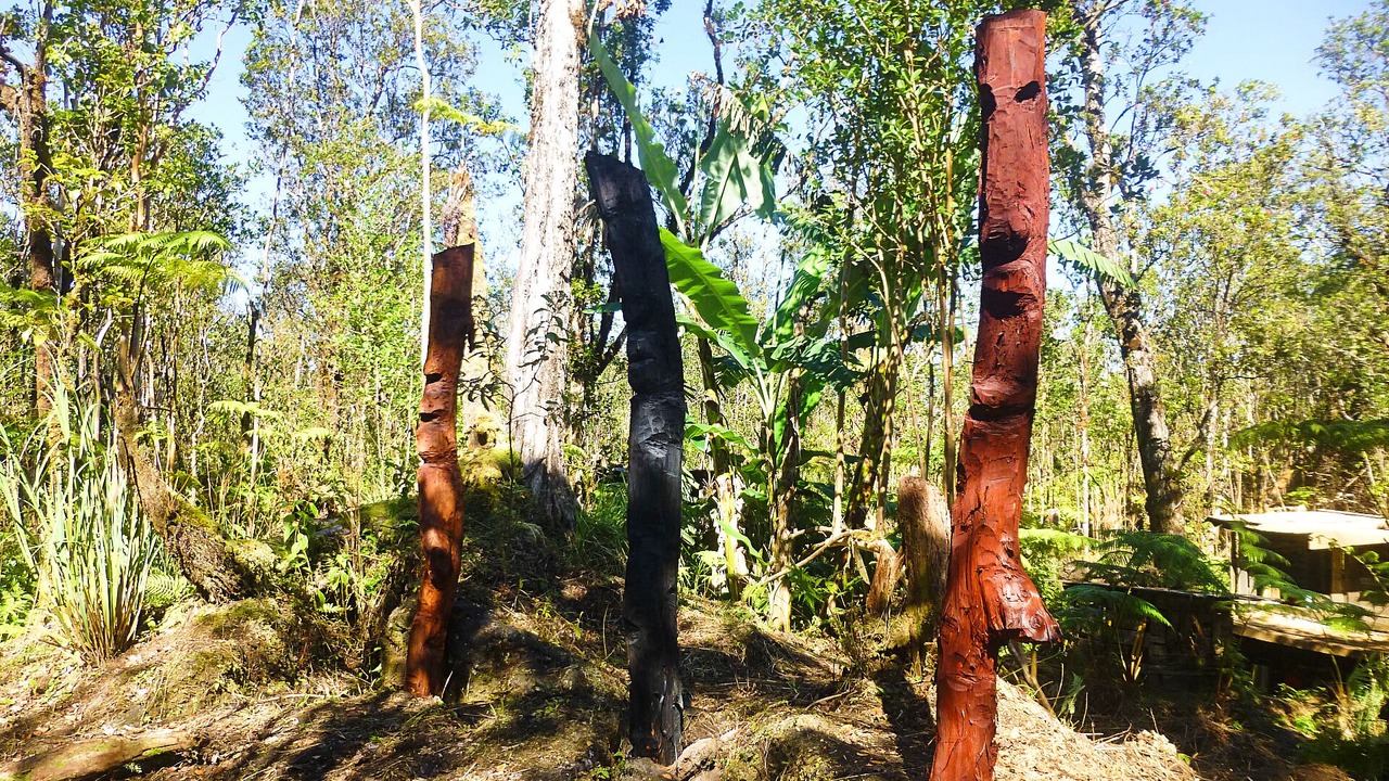 Photo of Outdoor in Fern Forest