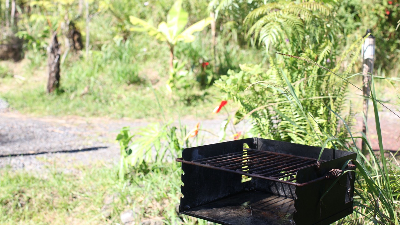 Photo of Outdoor in Fern Forest