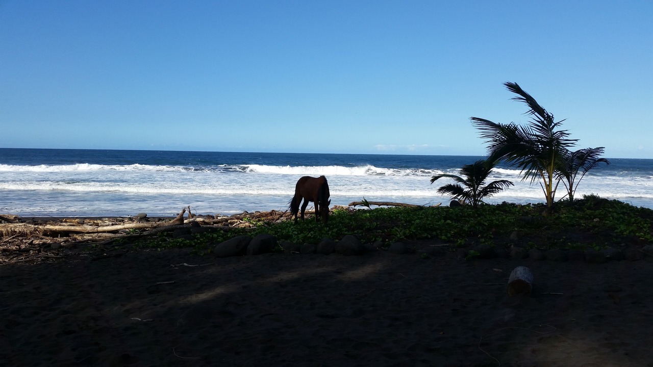 Photo of Others in Ninole