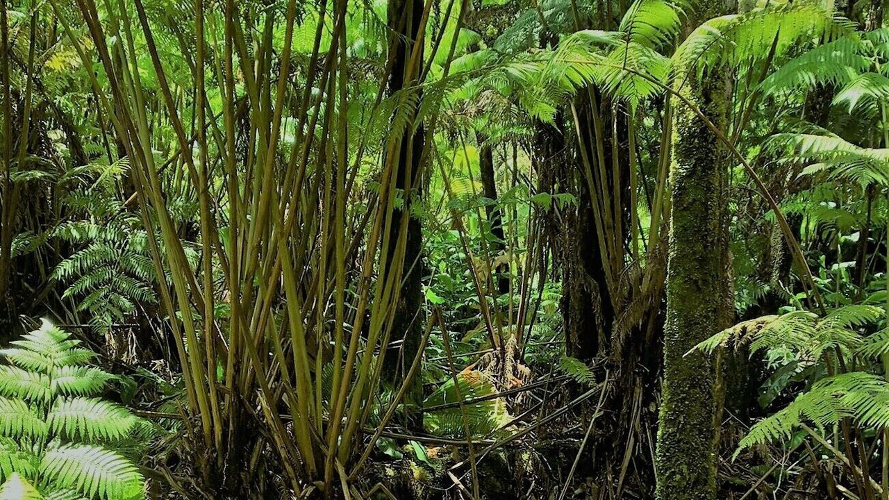 Photo of Outdoor in Volcano