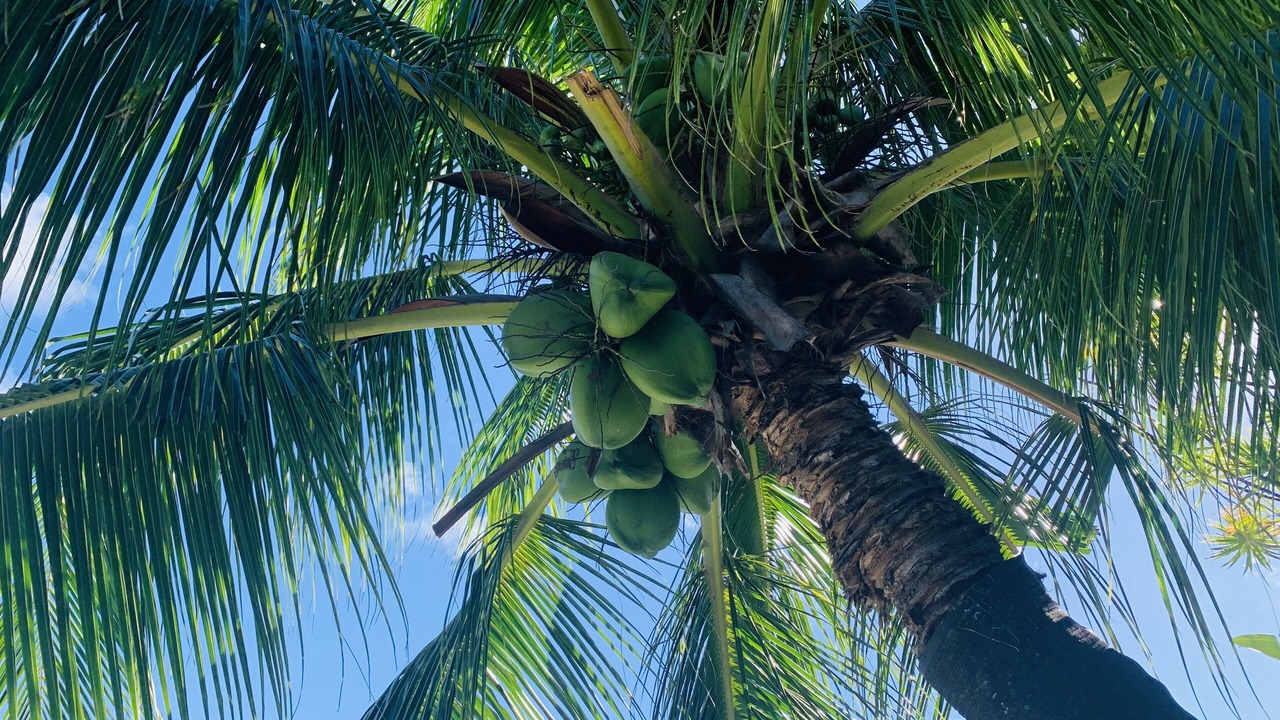 Photo of Outdoor in Hawaii Kai