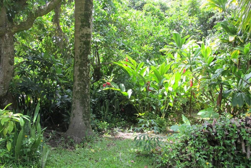 Photo of Outdoor in Kapaau