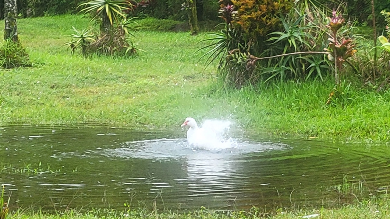 Photo of Outdoor in Hawaiian Acres