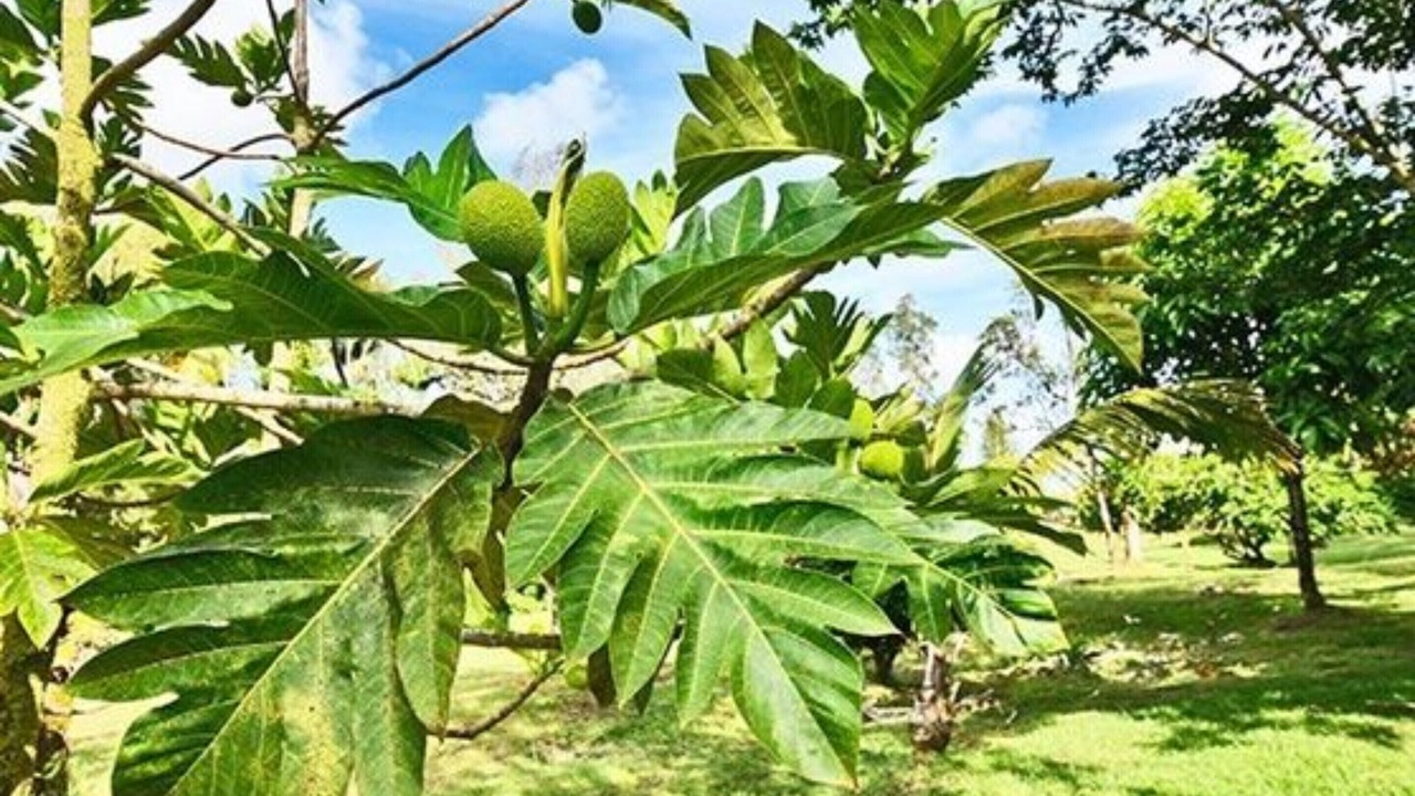 Photo of Outdoor in Hawaiian Acres