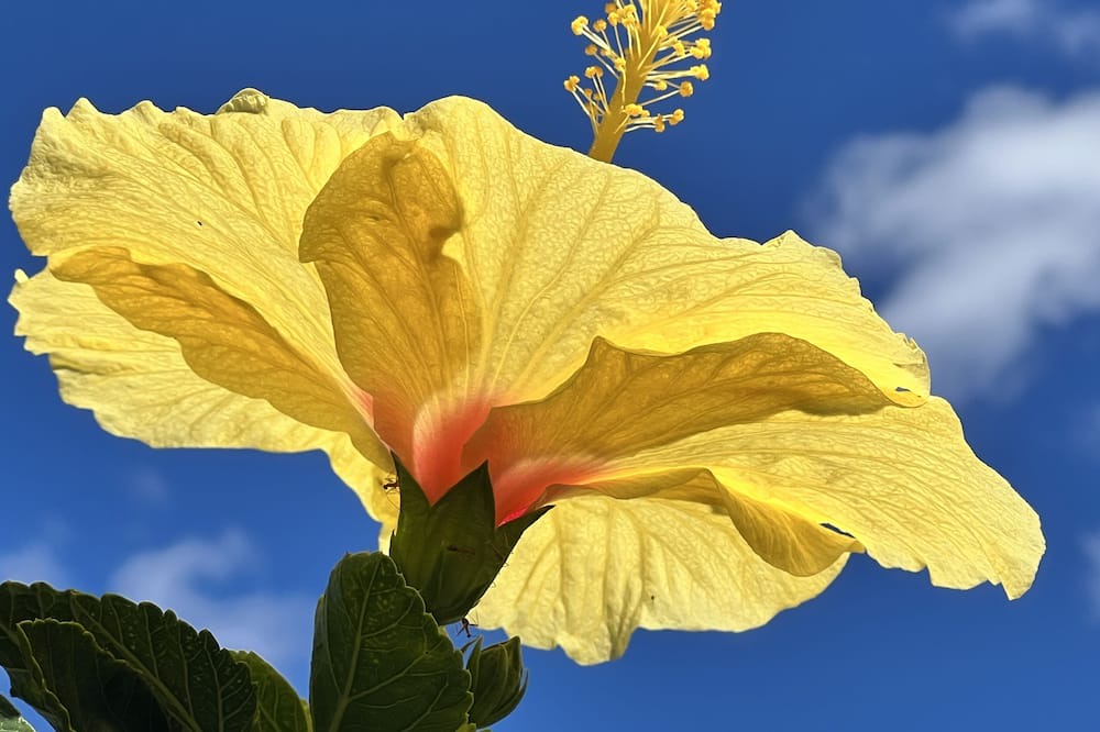 Photo of Others in Holualoa