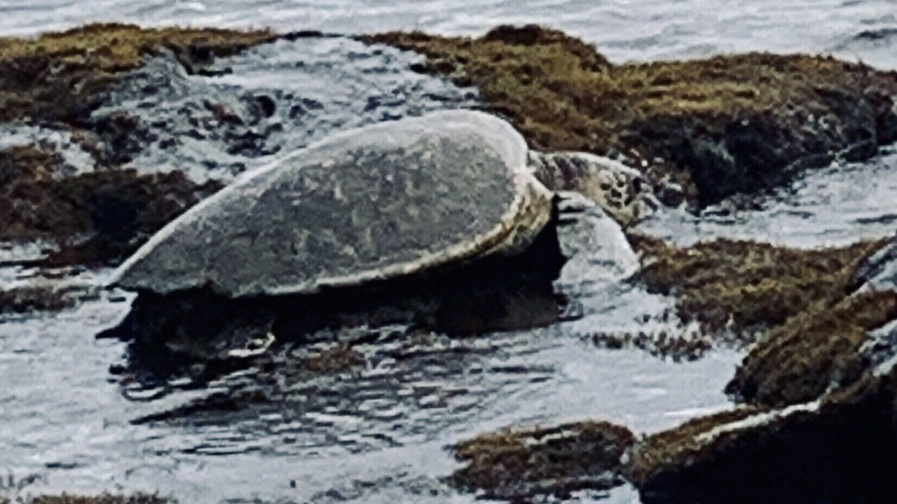 Photo of Others in Kailua-Kona