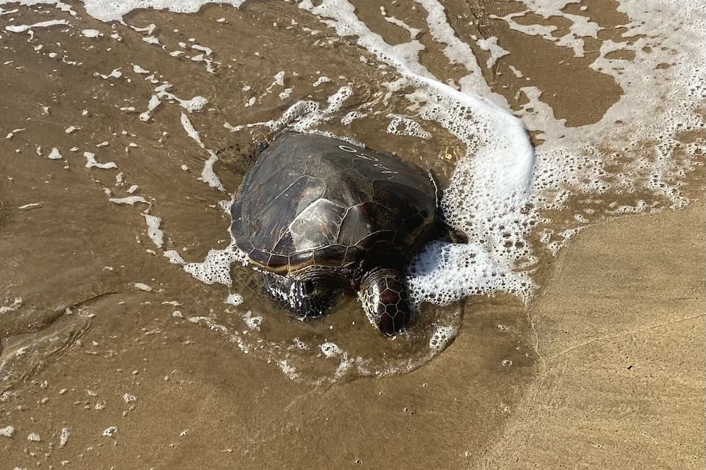 Photo of Others in Kihei