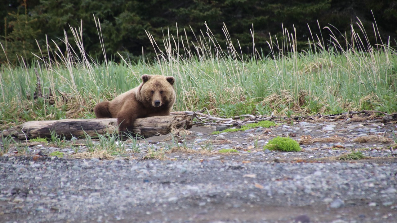 Photo of Outdoor in Homer