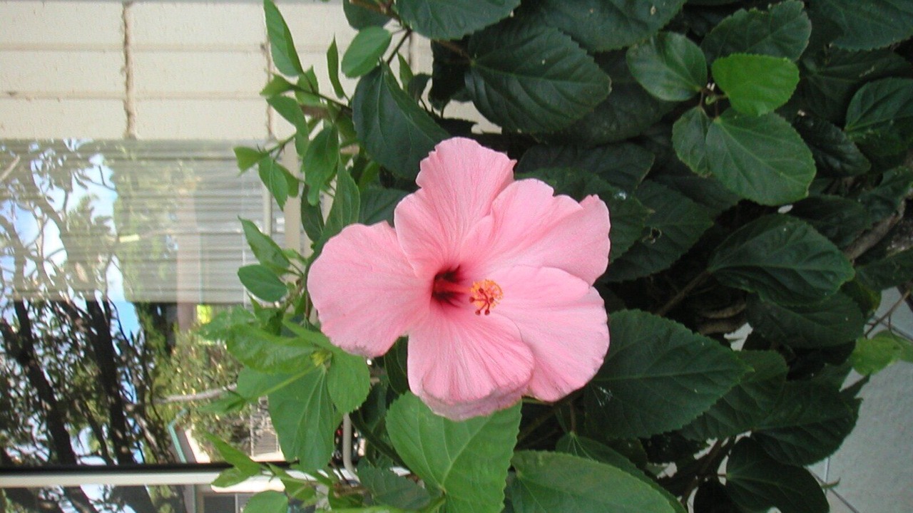 Photo of Outdoor in Napili