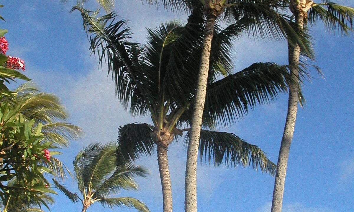 Photo of Outdoor in Napili