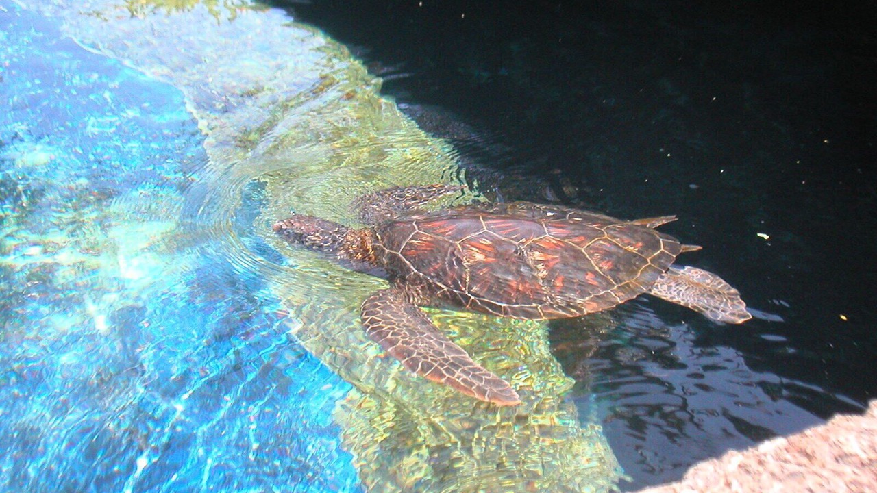 Photo of Outdoor in Napili