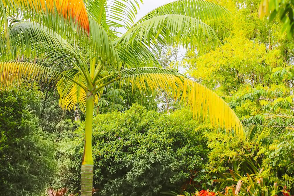 Photo of Outdoor in Keaau