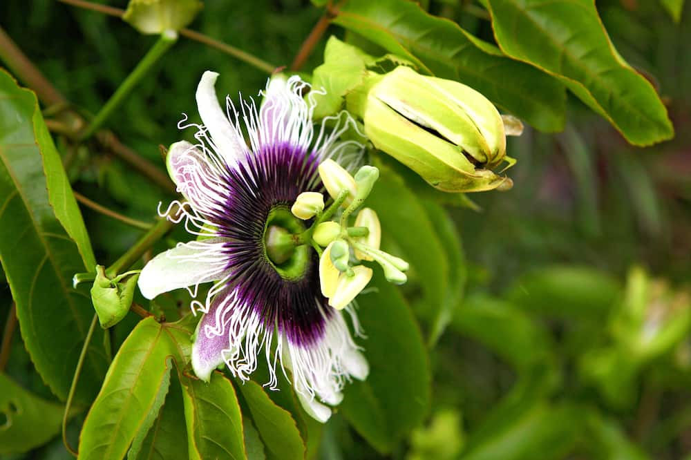 Photo of Others in Keaau