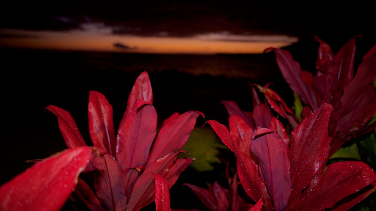 Photo of Outdoor in Honaunau-Napoopoo