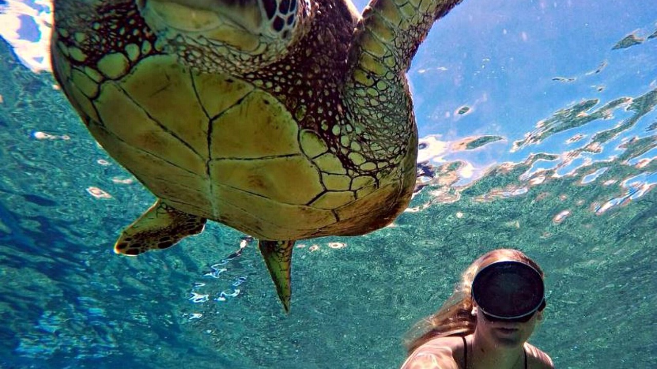 Photo of Others in Laie