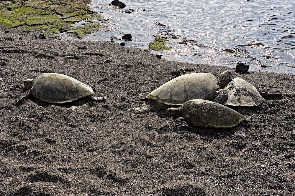 Photo of Others in Keauhou