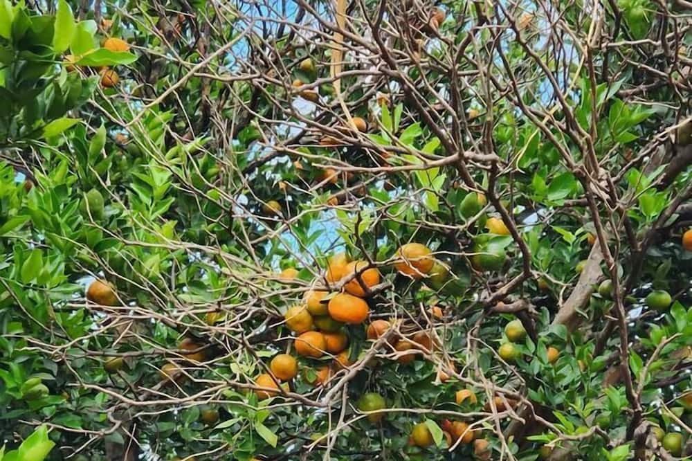 Photo of Others in Papaaloa