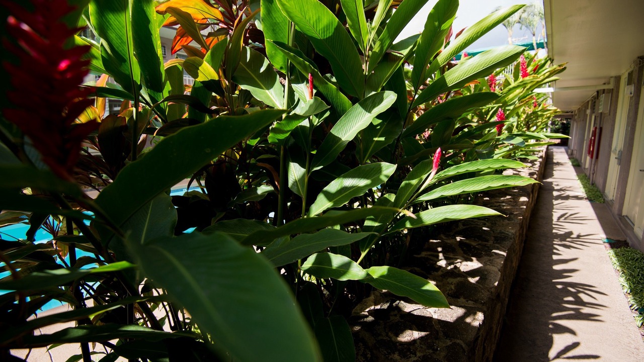 Photo of Outdoor in Western Honolulu