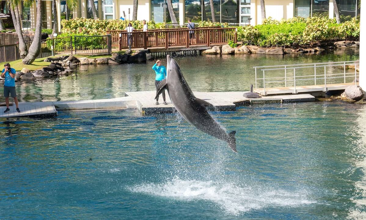Photo of Others in Waialae Iki