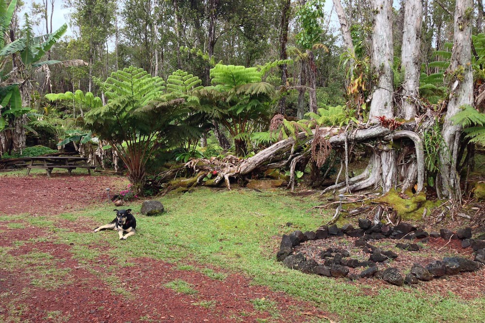 Photo of Outdoor in Fern Forest
