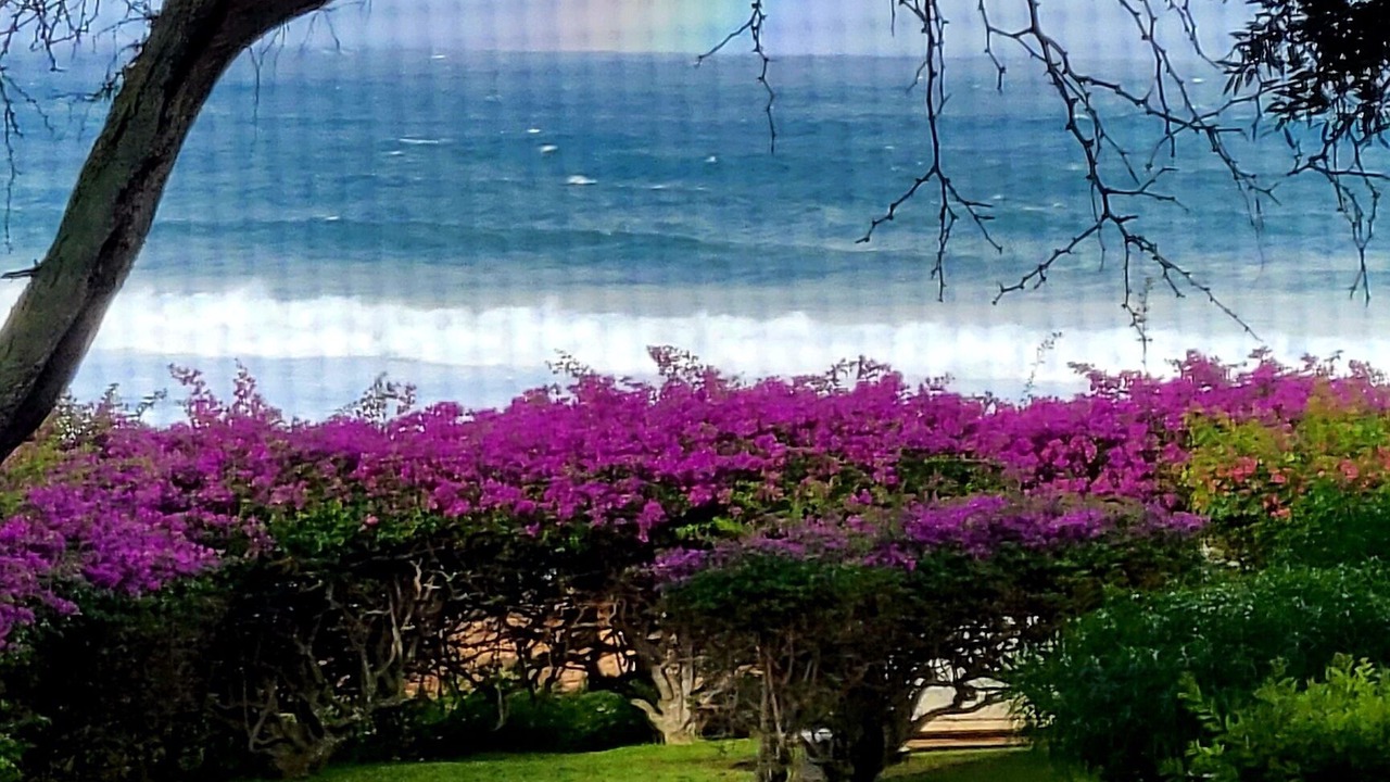 Photo of Outdoor in Maunaloa