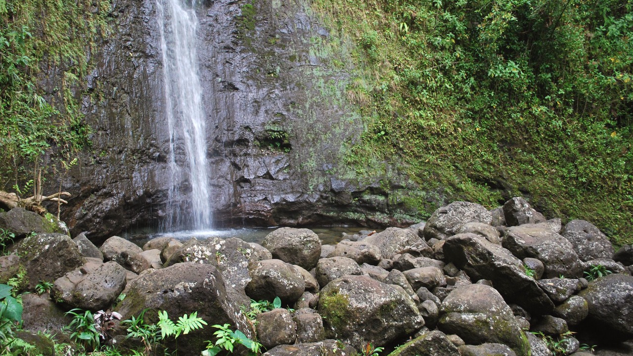 Photo of Others in McCully - Moiliili