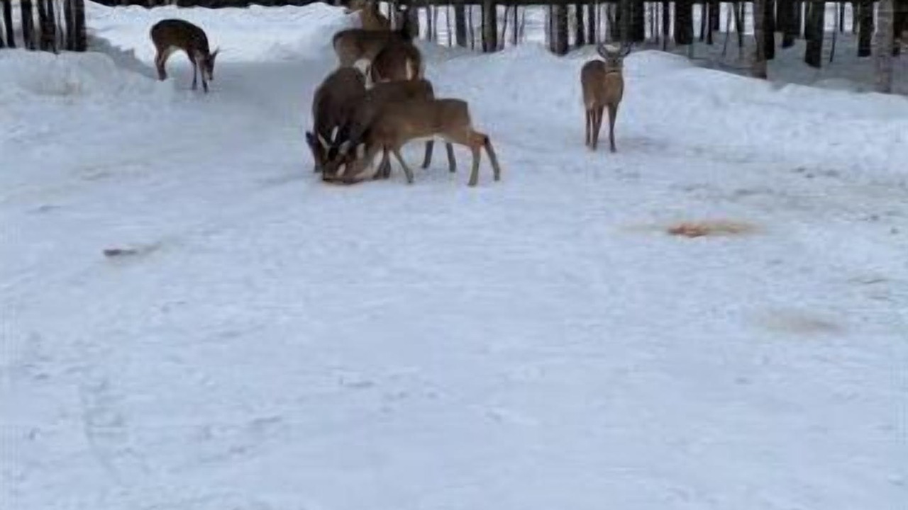 Photo of Others in Rockwood