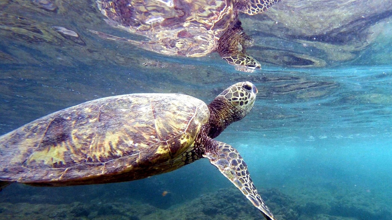 Photo of Others in Makaha