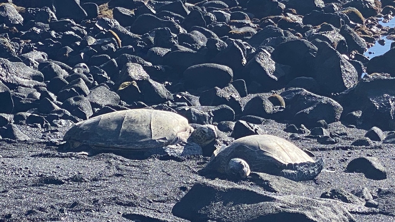 Photo of Others in Ocean View